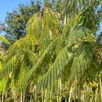 Albízia ružová (Albizia Julibrissin) ´OMBRELLA´® - výška 180-200 cm, kont. C35L - VIACKMENNÁ
